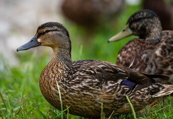 two ducks in the park