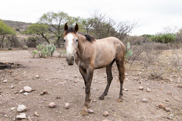 horse loose on the hill, walking freely, surrounded by beautiful nature