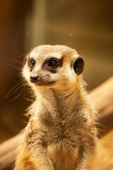Fototapeta premium Meerkat Close-Up with Whiskers and Soft Lighting