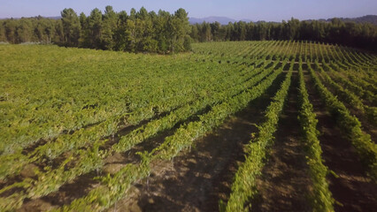 Rows of grape vines