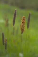 スズメノテッポウ
