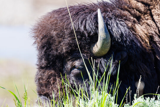 Close up head shot of an American bison's grazing on grass in Yellowstone National Park during spring.