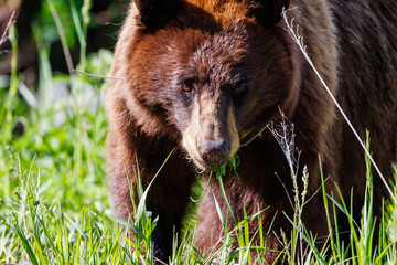 Close up of a cinnamon colored American black bear (Ursus americanus) eating grass with a tracking collar in Yellowstone National Park in early summer.