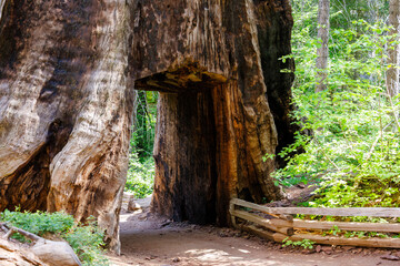 Fototapeta premium Giant sequoia tree (Sequoiadendron giganteum) with tunnel through the tree at Tuolumne Grove in Yosemite National Park in California, USA.