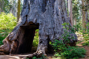 Giant sequoia tree (Sequoiadendron giganteum) with tunnel through the tree at Tuolumne Grove in Yosemite National Park in California, USA.