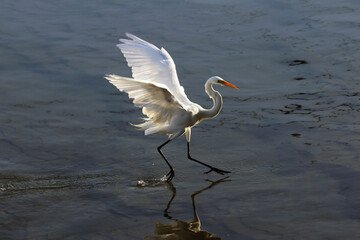 A elegância e a beleza da garça-branca-grande dando a sua graça no canal de Ponta Negra - Maricá - RJ 