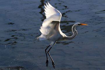 A elegância e a beleza da garça-branca-grande dando a sua graça no canal de Ponta Negra -...