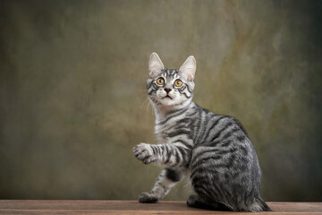 Silver tabby kitten with a curious gaze. Cat sits perched, eyes wide and alert, against a mottled green studio backdrop, exuding a sense of wonder and inquisitiveness