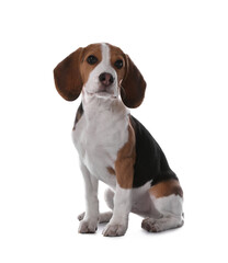 Cute Beagle puppy on white background. Adorable pet