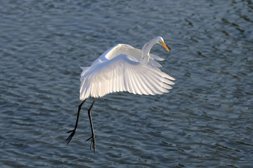 A elegância e a beleza da garça-branca-grande dando a sua graça no canal de Ponta Negra - Maricá - RJ 