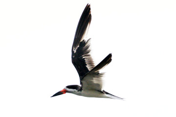 O espetáculo que o talha-mar proporciona com a sua exótica beleza com suas asas gigantes e bico diferenciado pra sua técnica única de pesca de peixes pequenos, crustáceos e moluscos .