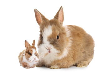 Obraz premium Mother rabbit and baby bunny isolated on white