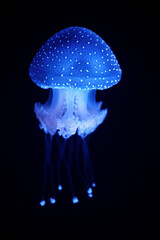 Tropical Jellyfish Phyllorhiza punctata white-spotted jellyfish aka floating bell, Australian...