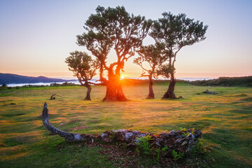 Centuries-old til trees in fantastic magical idyllic Fanal Laurisilva forest on sunset. Madeira island, Portugal