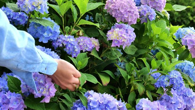 Blue hydrangea macrophylla .Hands touch the leaves and blue flowers of largeleaved hydrangea.Gardener and hydrangea. Gardening and floriculture. 4k footage