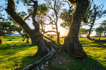Centuries-old til trees in fantastic magical idyllic Fanal Laurisilva forest on sunset. Madeira island, Portugal