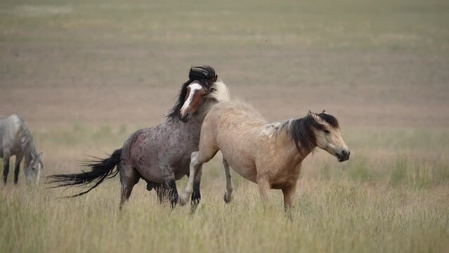 Wild Horse mare kicking at a stallion wanting to mate with her.