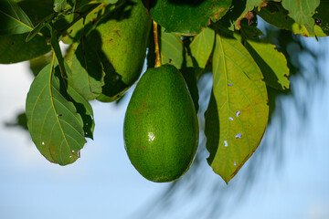 Avocado on a tree