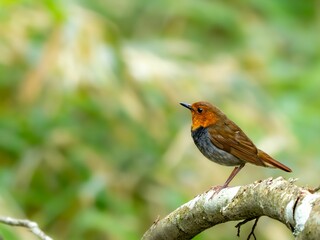 森の中で静かに枝に留まっているコマドリの雄