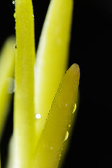 Obraz premium Close up shot of young onion shoot on black background