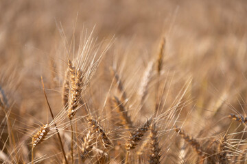 Ears of golden wheat. Agricultural field view on wheat in a picturesque summer scenery. Crop field. Grain harvest. Golden spikelet. Wheat field. Golden wheat field