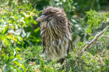 Young Black-crowned Night Heron (Nycticorax nycticorax) perched in tree waiting for mom to come back to nest with dinner