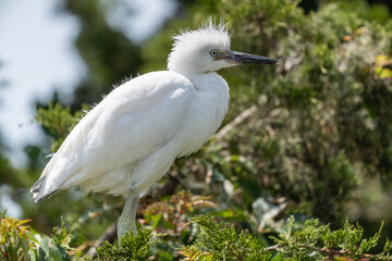 Close-up of young Great White Egret (Ardea alba) perched in tree waiting for mom to bring him food
