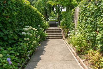 Obraz premium Seonyudo Park With Hydrangeas Blooming