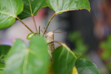 A grasshopper perched on a branch