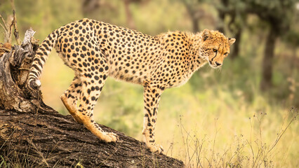 A cheetah uses the high vantage point of a fallen tree to look out over the savanna as it prepares...