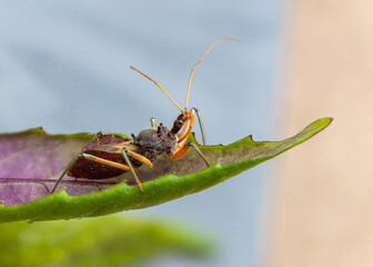 An assassin bug, the gardener's friend because it is a voracious insect eater, sits on a leaf clearly showing the proboscis it uses to drain the insects innards in this suburban garden in Australia.