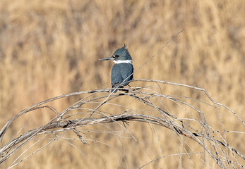 A Belted Kingfisher bird sitting on curved branches with a golden field of grasses in the background.