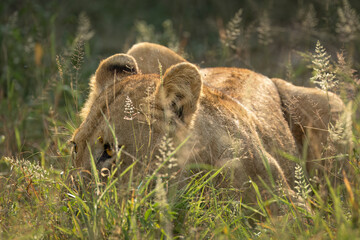 A healthy young lioness lying low behind grass and keeping a close eye from her cover on surrounding herbivores which might make a good meal from her hiding place in a game reserve in South Africa.