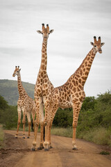 Three male giraffes aesthetically arranged on a dirt road where they are taking a short break from play neck fighting to observe the observers on an overcast day in a game reserve in South Africa