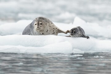 Naklejka premium Harbor seals amongst glacier ice flow in Kenai-Fjords National Park, Alaska.