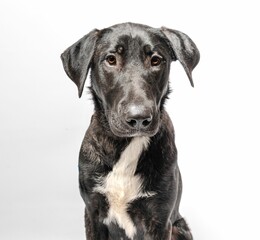 Portrait of a black dog with a white chest on a white background