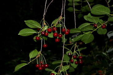 
Harvest of ripe cherries against a dark background.