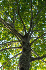 Fototapeta premium Castanheira do Brasil _ Brazil nut tree