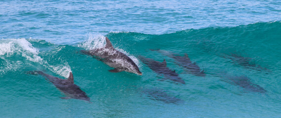 Bottlenose dolphins surfing on a crystal clear aqua blue wave, Esperance Western Australia. © Leanne