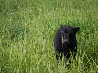 New Imperial baby yak calf exploring the green pasture isolated from the herd
