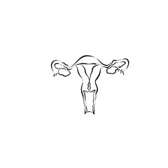 ilustración lineal utero con ovarios anatomía femenina