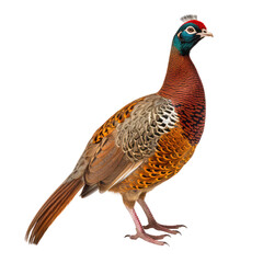 Pheasant isolate on transparent png.
