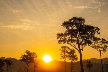 Golden sunshine sky tropical tree fields in sunny morning. Silhouette tree gold dawn mountain in spring season. Sustainable scenic meadow misty fog forest in countryside. Amazing landscape greenery