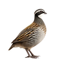 Fototapeta premium Sparrow isolate on transparent png. 