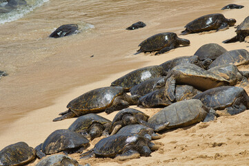 Large jumbled goup of green sea turtles resitng on ho'okipa beach on maui.