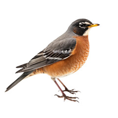 Robin isolate on transparent png.