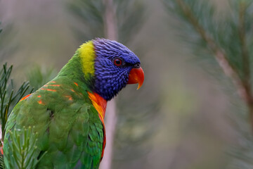 Rainbow lorikeet 