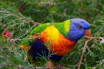 Rainbow lorikeet 