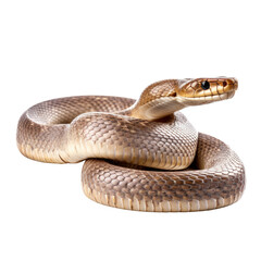 Fototapeta premium Snake isolate on transparent png.