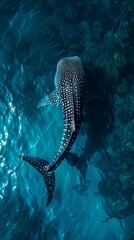 Fototapeta premium The concept of International Whale Shark Day